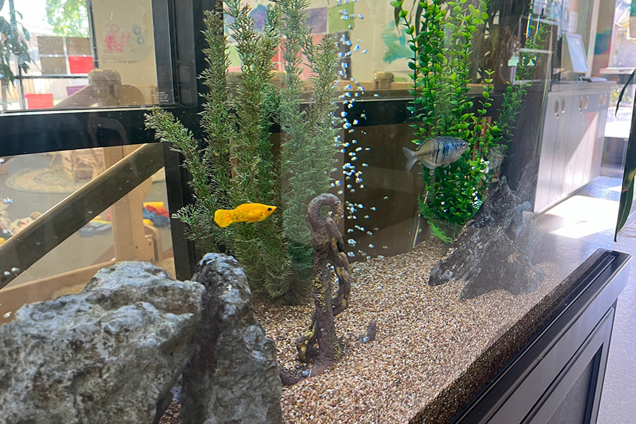 ipcdc fishtank image