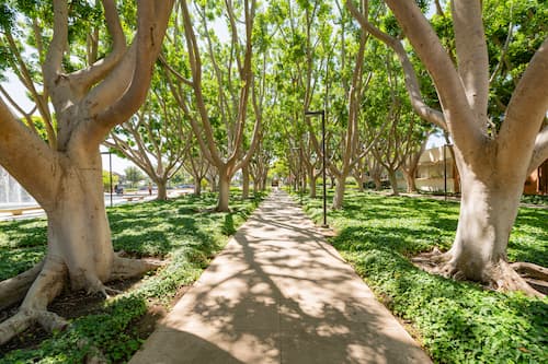 FICUS Grove W